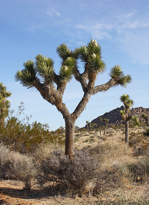 Joshua tree